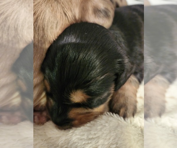 Medium Photo #1 Dachshund Puppy For Sale in COWETA, OK, USA
