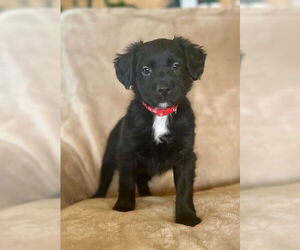 Labrador Retriever-Unknown Mix Dogs for adoption in Duluth, MN, USA