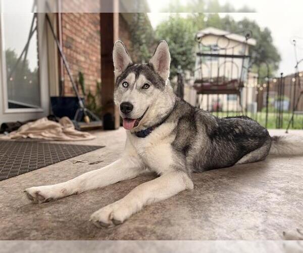 Medium Photo #2 Siberian Husky-Unknown Mix Puppy For Sale in Grand Prairie, TX, USA