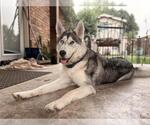 Small Photo #2 Siberian Husky-Unknown Mix Puppy For Sale in Grand Prairie, TX, USA