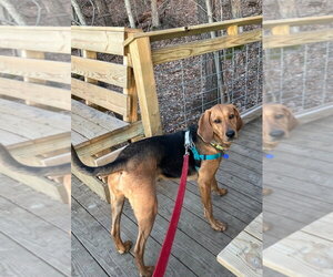 Carlie-In a Foster Home - Female Plott Hound Dog for Adoption - Photo #2