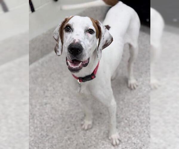 Medium Photo #1 English Setter-Pointer Mix Puppy For Sale in Brighton, CO, USA