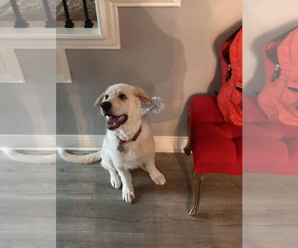 Medium Photo #3 Anatolian Shepherd-Great Pyrenees Mix Puppy For Sale in Houston, TX, USA