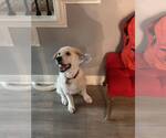 Small #2 Anatolian Shepherd-Great Pyrenees Mix