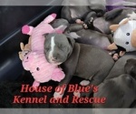 Small Photo #17 American Pit Bull Terrier Puppy For Sale in DELAWARE, OH, USA