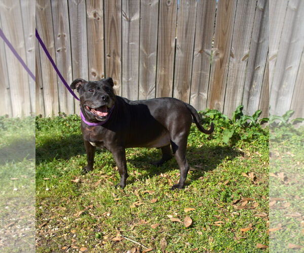 Medium Photo #2 American Bulldog Puppy For Sale in Jackson, MS, USA