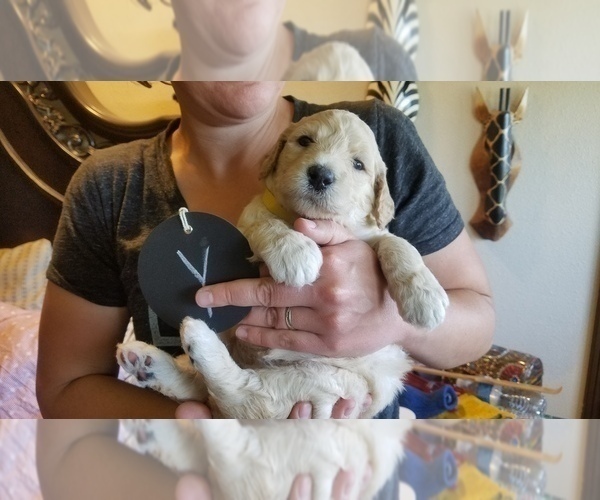 Medium Photo #3 Goldendoodle Puppy For Sale in AMITY, OR, USA