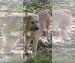 Small #1 Labrador Retriever Mix