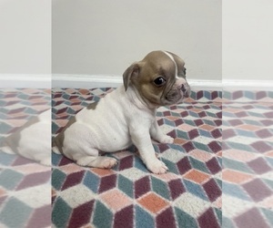 French Bulldog Puppy for sale in CHARLESTON, SC, USA