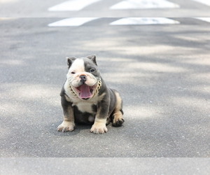 English Bulldog Puppy for sale in DETROIT, MI, USA