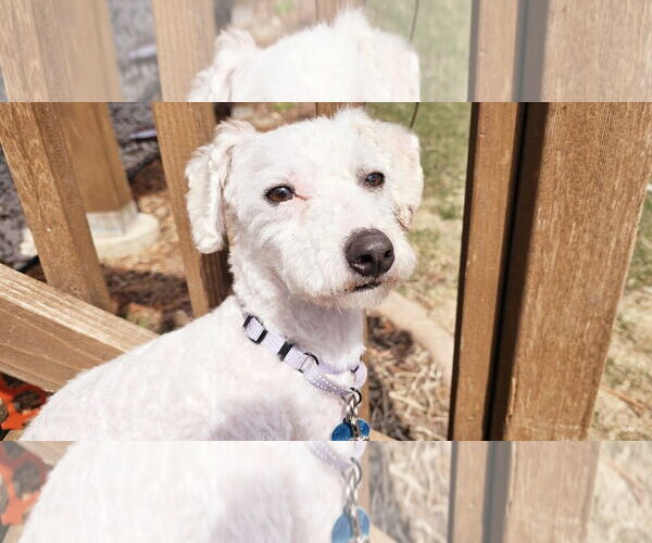 Medium Photo #3 Bichon Frise Puppy For Sale in St. Louis Park, MN, USA