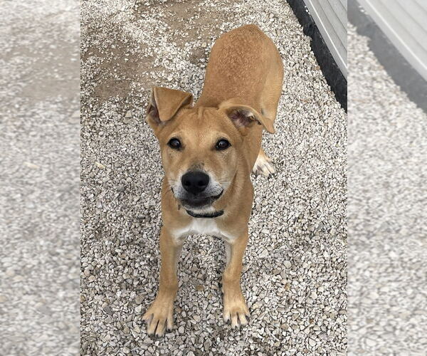 Medium Photo #1 Labrador Retriever-Unknown Mix Puppy For Sale in Bolivar, MO, USA