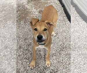 Labrador Retriever-Unknown Mix Dogs for adoption in Bolivar, MO, USA