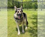 Small #4 German Shepherd Dog Mix