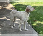 Small #3 English Setter