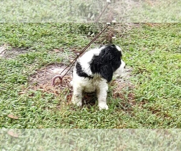Medium Photo #10 English Springer Spaniel Puppy For Sale in GLEN SAINT MARY, FL, USA