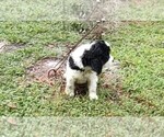Small #9 English Springer Spaniel