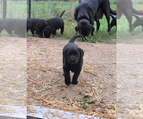 Medium Photo #8 Labrador Retriever Puppy For Sale in EDINBURG, VA, USA