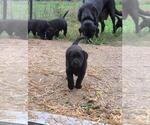 Small #7 Labrador Retriever