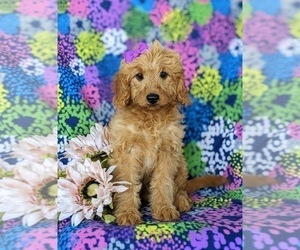 Goldendoodle (Miniature) Puppy for sale in CHRISTIANA, PA, USA