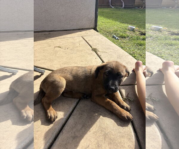 Medium Photo #3 Mutt Puppy For Sale in San Diego, CA, USA