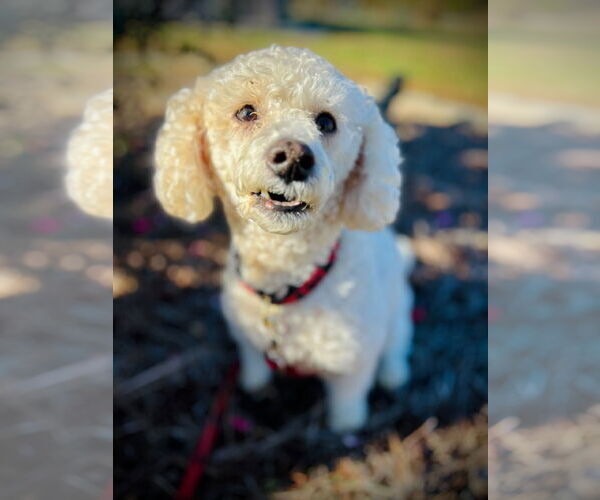 Medium Photo #2 Cock-A-Poo Puppy For Sale in Pacolet, SC, USA