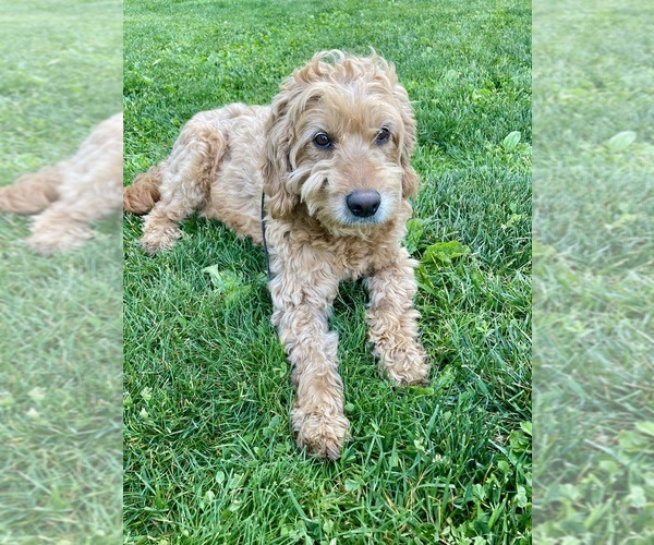 Medium Photo #1 Goldador Doodle Puppy For Sale in CAPON BRIDGE, WV, USA