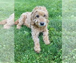 Mother of the Goldador Doodle puppies born on 05/18/2026