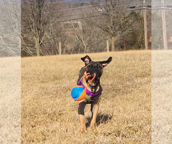 Medium Photo #8 Mastiff-Unknown Mix Puppy For Sale in Catasauqua, PA, USA