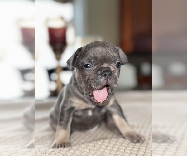 Medium Photo #3 French Bulldog Puppy For Sale in HILTON, NY, USA