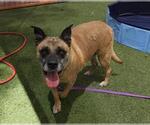 Small #1 German Shepherd Dog Mix