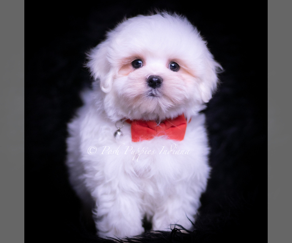 Medium Photo #10 Maltese Puppy For Sale in WARSAW, IN, USA