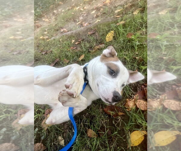 Medium Photo #3 Mutt Puppy For Sale in Candler, NC, USA
