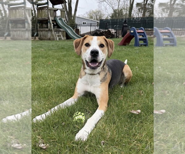 Medium Photo #1 Coonhound-Unknown Mix Puppy For Sale in Spring Lake, NJ, USA