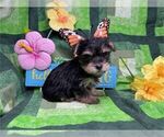 Small #1 Morkie