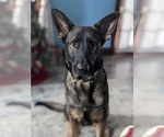 Small Photo #1 German Shepherd Dog Puppy For Sale in IMLAY CITY, MI, USA