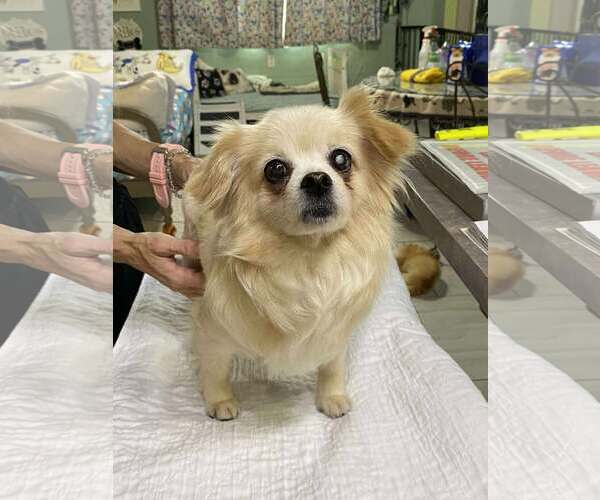 Medium Photo #1 Chiranian Puppy For Sale in Benton, LA, USA