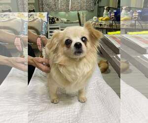 Chiranian Dogs for adoption in Benton, LA, USA