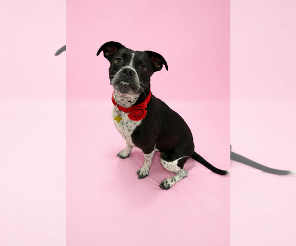 Medium Photo #6 Boxer-Unknown Mix Puppy For Sale in Sandy, UT, USA