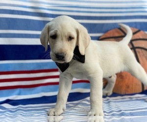 Labrador Retriever Puppy for sale in LANCASTER, PA, USA