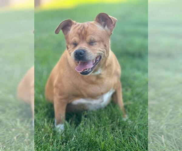 Medium Photo #3  Puppy For Sale in , 
