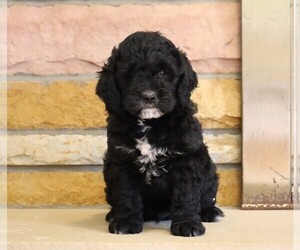 English Cream Golden Retriever-Poodle (Miniature) Mix Puppy for sale in FREDERICKSBG, OH, USA