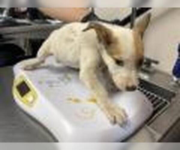 Medium Photo #1 Texas Heeler-Unknown Mix Puppy For Sale in Visalia, CA, USA