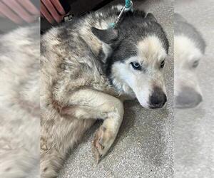 Siberian Husky Dogs for adoption in Louisville, KY, USA