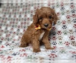 Small #3 Cockapoo (Miniature)