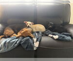 Small #4 Chihuahua Mix