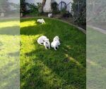 Small #7 German Shepherd Dog-Labrador Retriever Mix