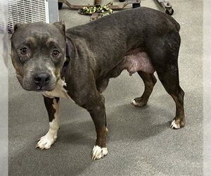 Mutt Dogs for adoption in Forestville, MD, USA