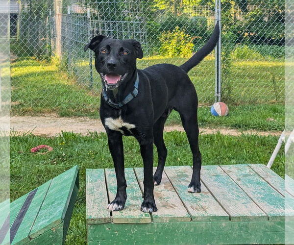 Medium Photo #3 Mutt Puppy For Sale in Calhoun, GA, USA