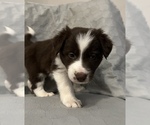 Small #2 Border Collie